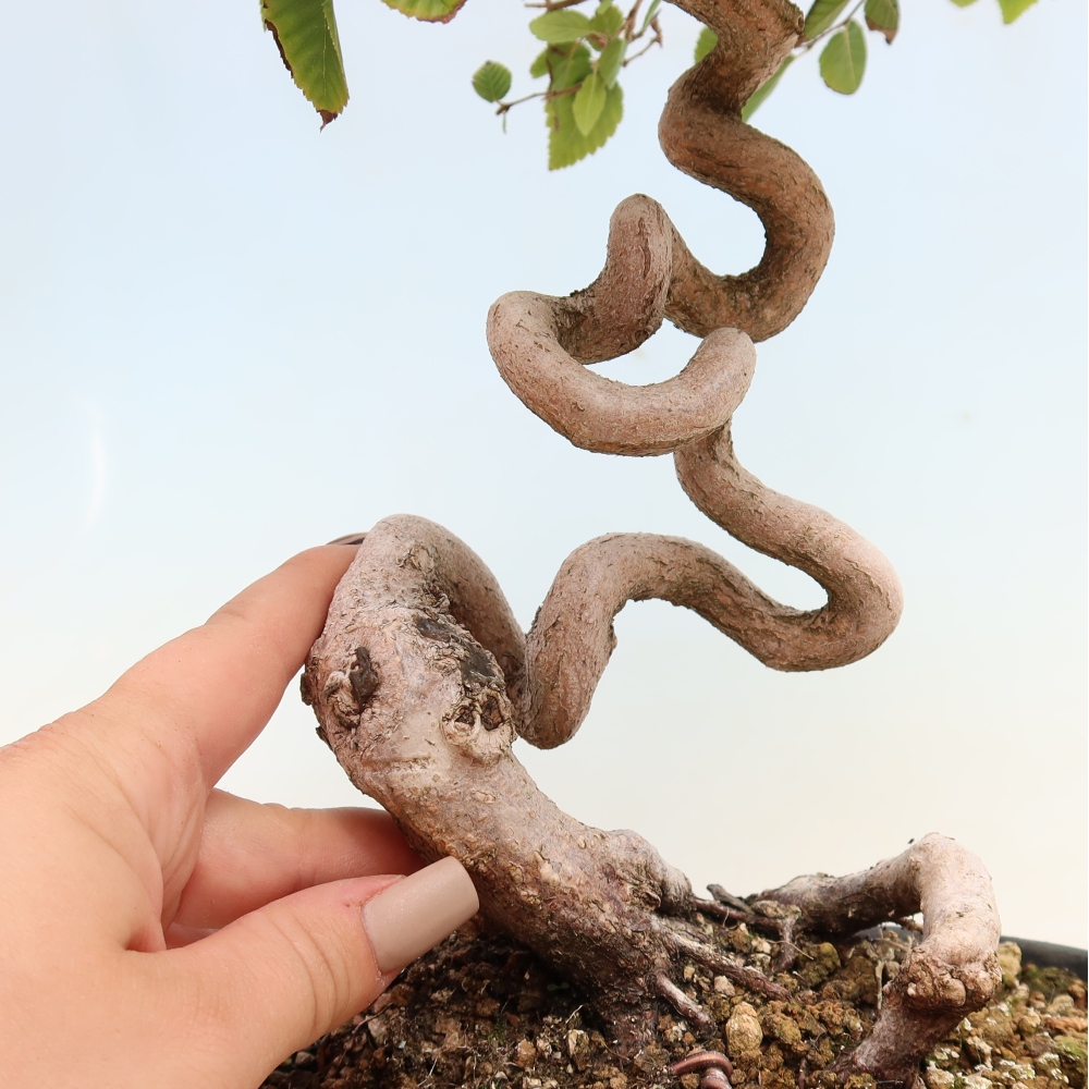 Bonsai voor buiten -Carpinus CARPINOIDES - Koreaanse haagbeuk