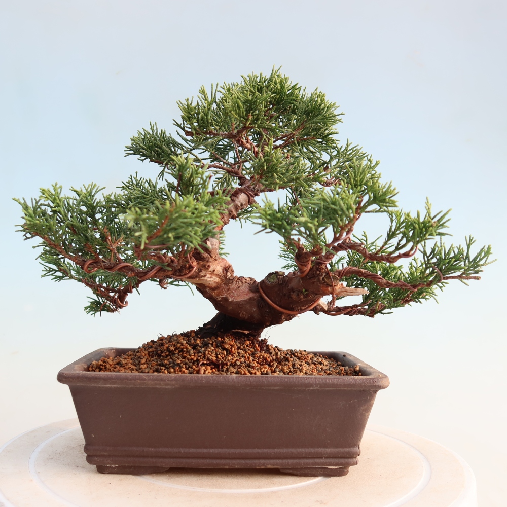 Bonsai voor buiten - Juniperus chinensis Itoigawa