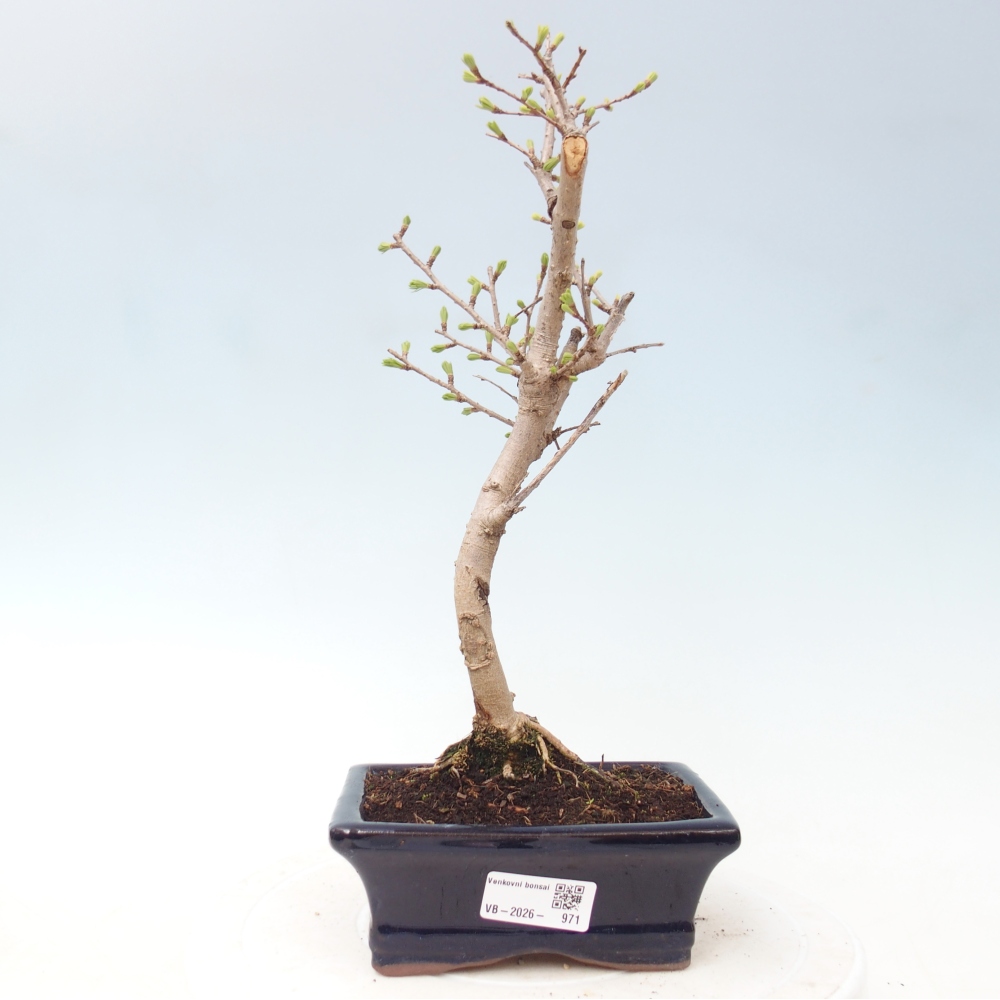 Bonsai voor buiten -Pseudolarix amabis-Pseudolarix amabis