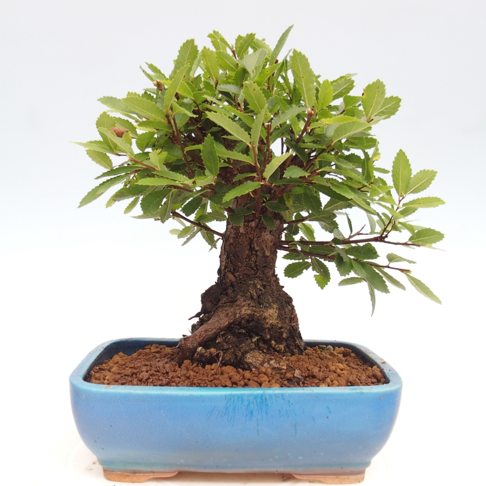 Bonsai voor buiten - Zelkova - Zelkova NIRE