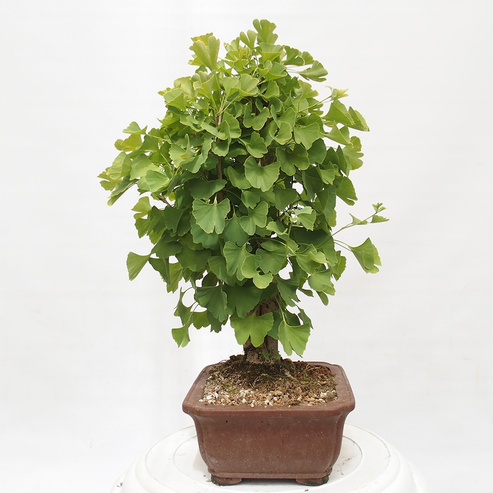 Bonsai voor buiten - Ginkgo biloba