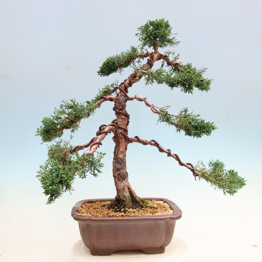 Bonsai voor buiten - Juniperus chinensis Kishu