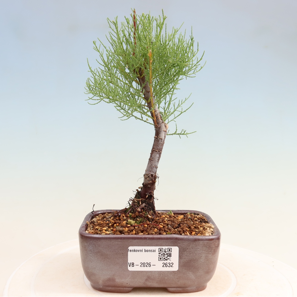 Bonsai voor buiten - Tamarisk - Tamarix