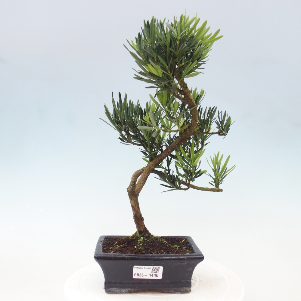 Kamerbonsai - Podocarpus - Taxus
