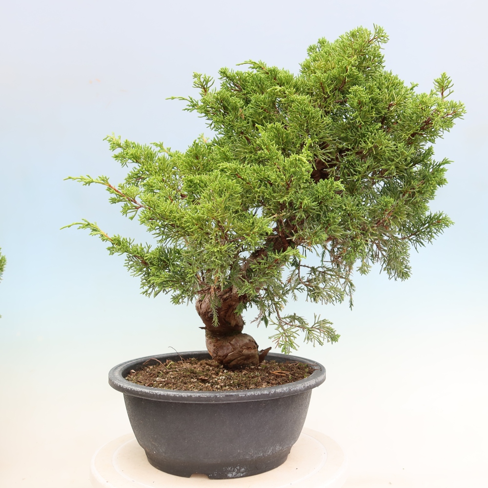 Bonsai voor buiten - Juniperus chinensis Itoigawa-Juniperus chinensis