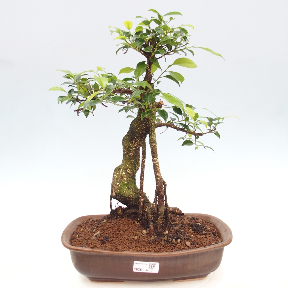 Kamerbonsai - Ficus kimmen - kleinbladige ficus