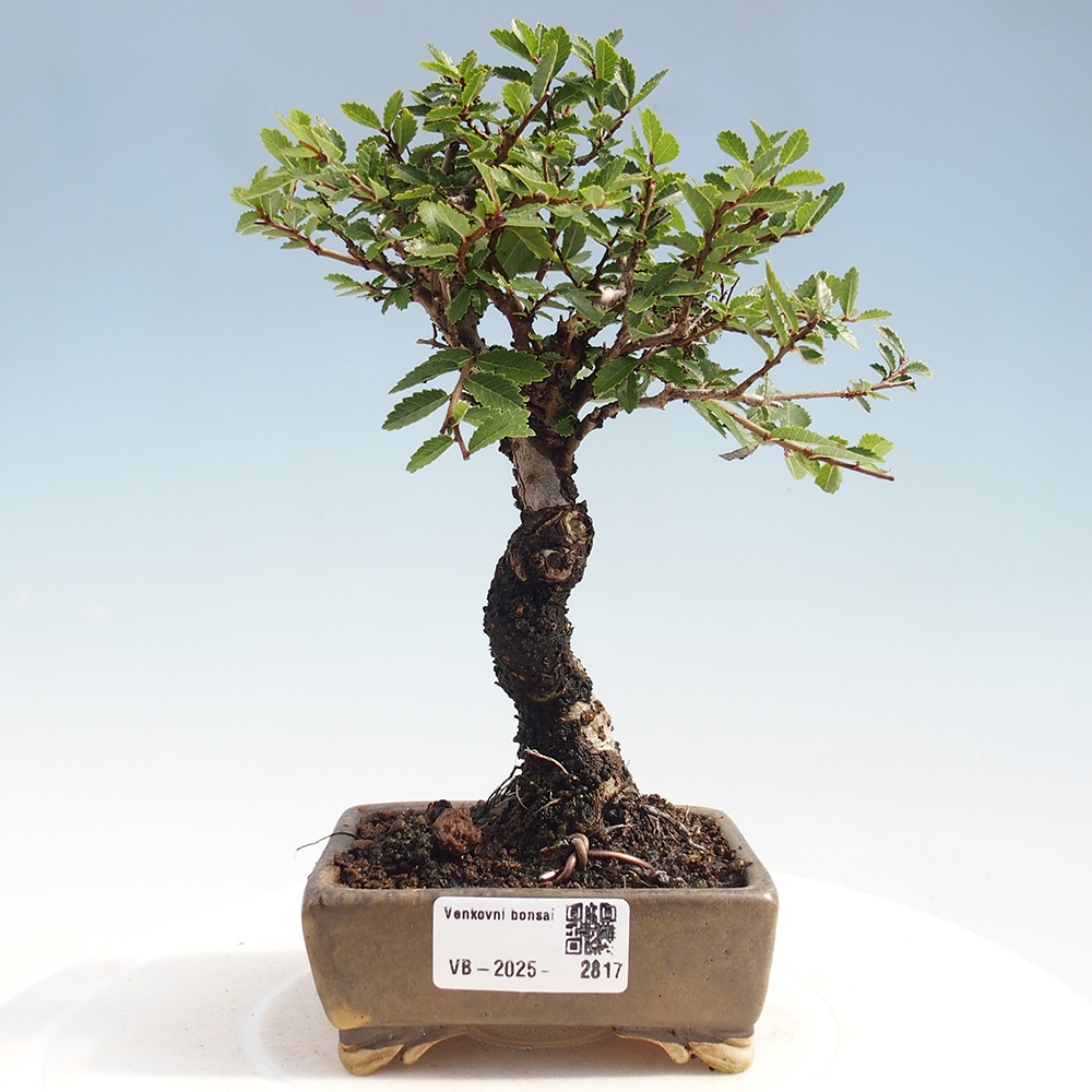 Bonsai voor buiten - Zelkova - Zelkova NIRE