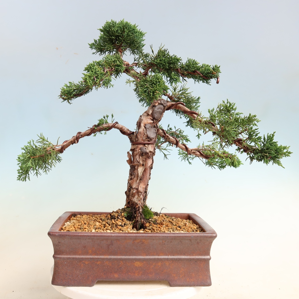 Bonsai voor buiten - Juniperus chinensis Kishu