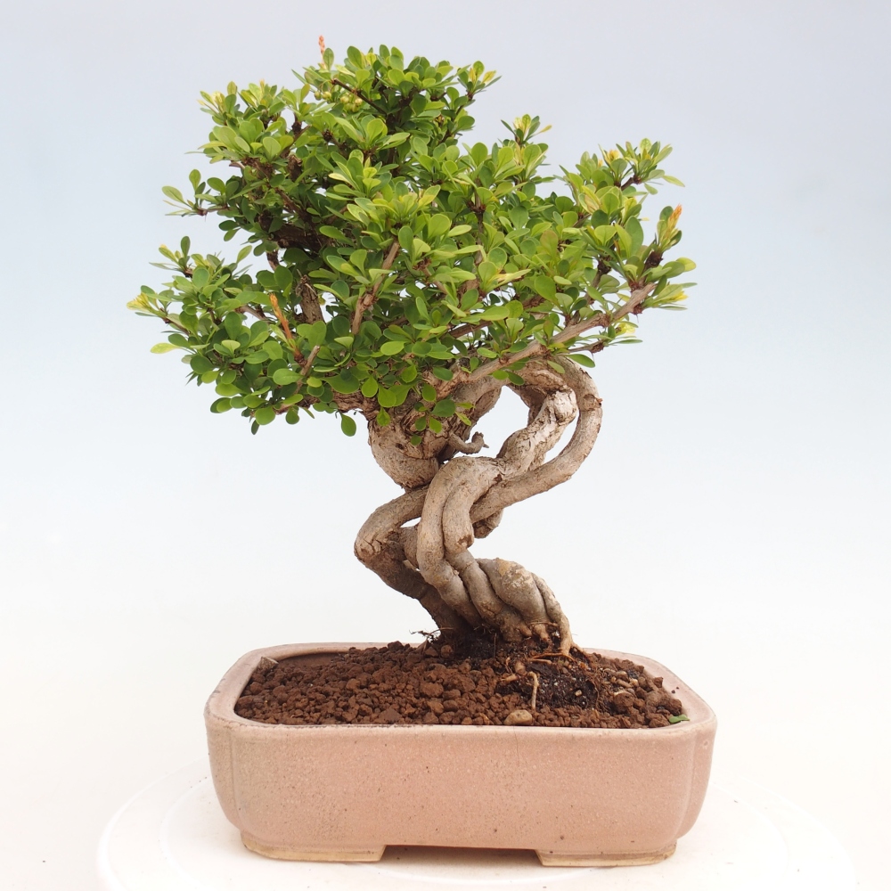 Bonsai voor buiten - Berberis coreana