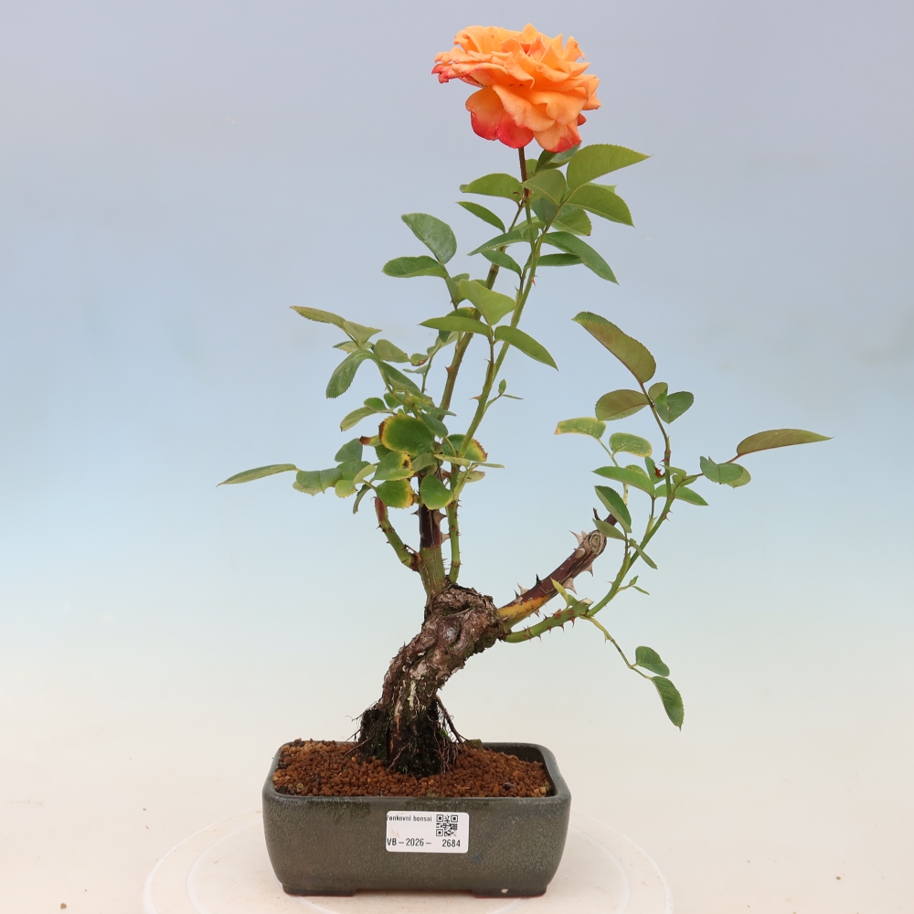 Bonsai voor buiten - Rosa Kordes - roos