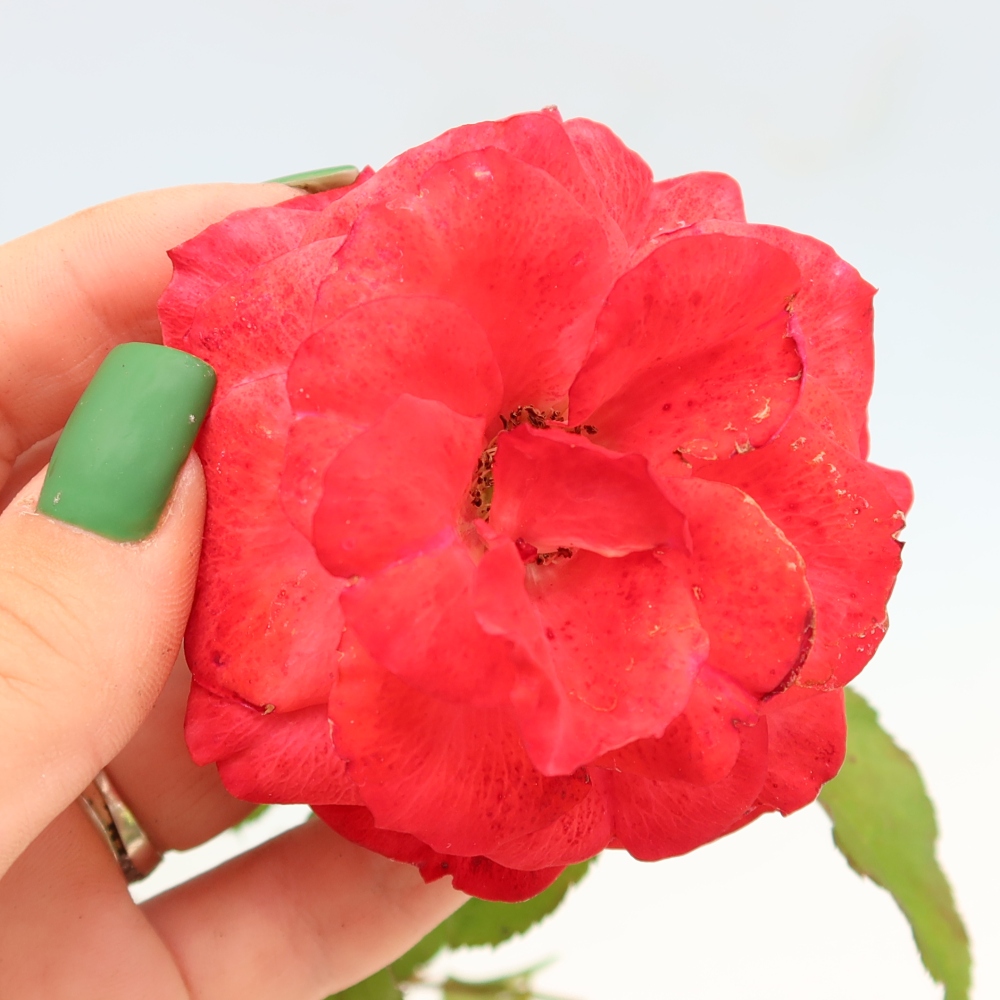 Bonsai voor buiten - Rosa Kordes - roos