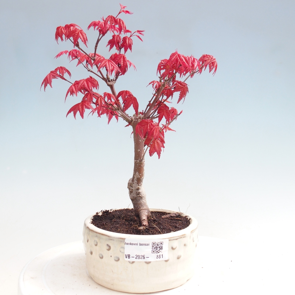 Bonsai voor buiten - Acer palmatum DESHOJO