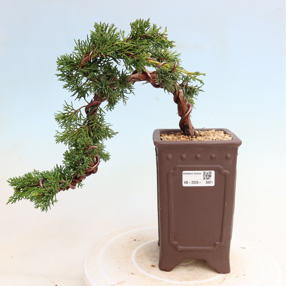 Bonsai voor buiten - Juniperus chinensis Kishu