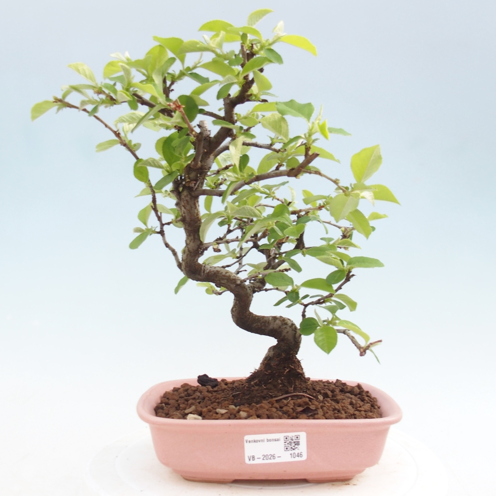 Bonsai voor buiten - Chaneomeles chinensis