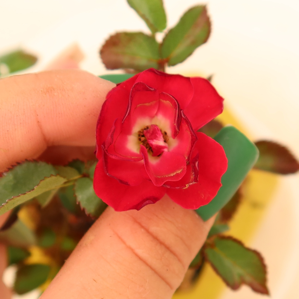 Bonsai voor buiten - Rosa Kordes - roos