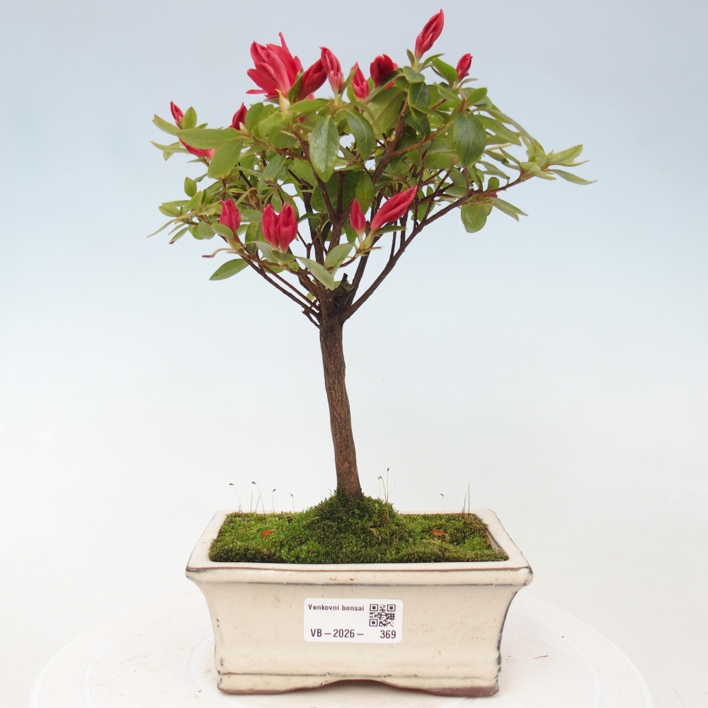 Bonsai voor buiten - Japanse azalea - Azalea sp.