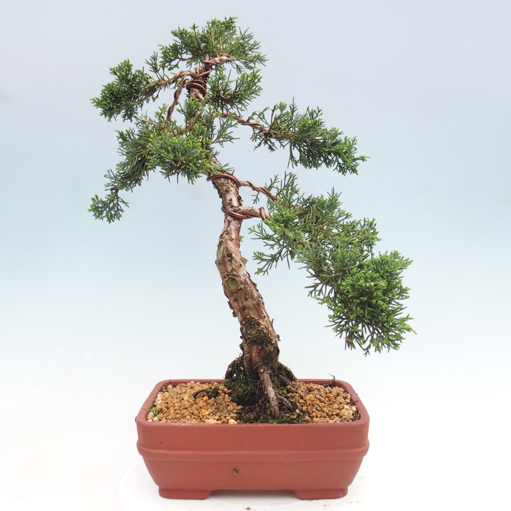 Bonsai voor buiten - Juniperus chinensis Kishu