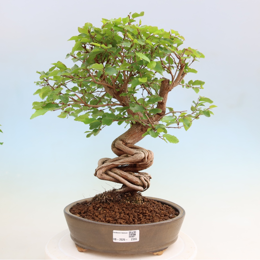 Bonsai voor buiten -Carpinus Coreana - Koreaanse haagbeuk