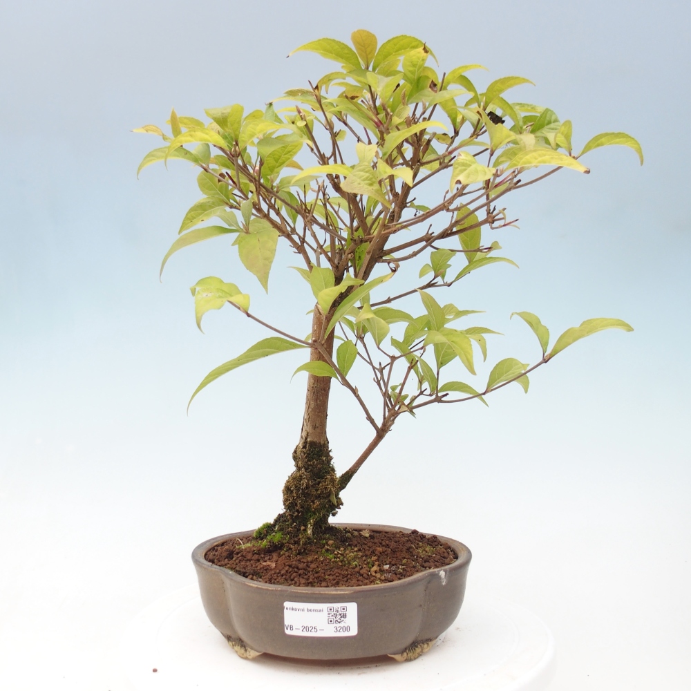 Bonsai voor buiten - Callicarpa japonica