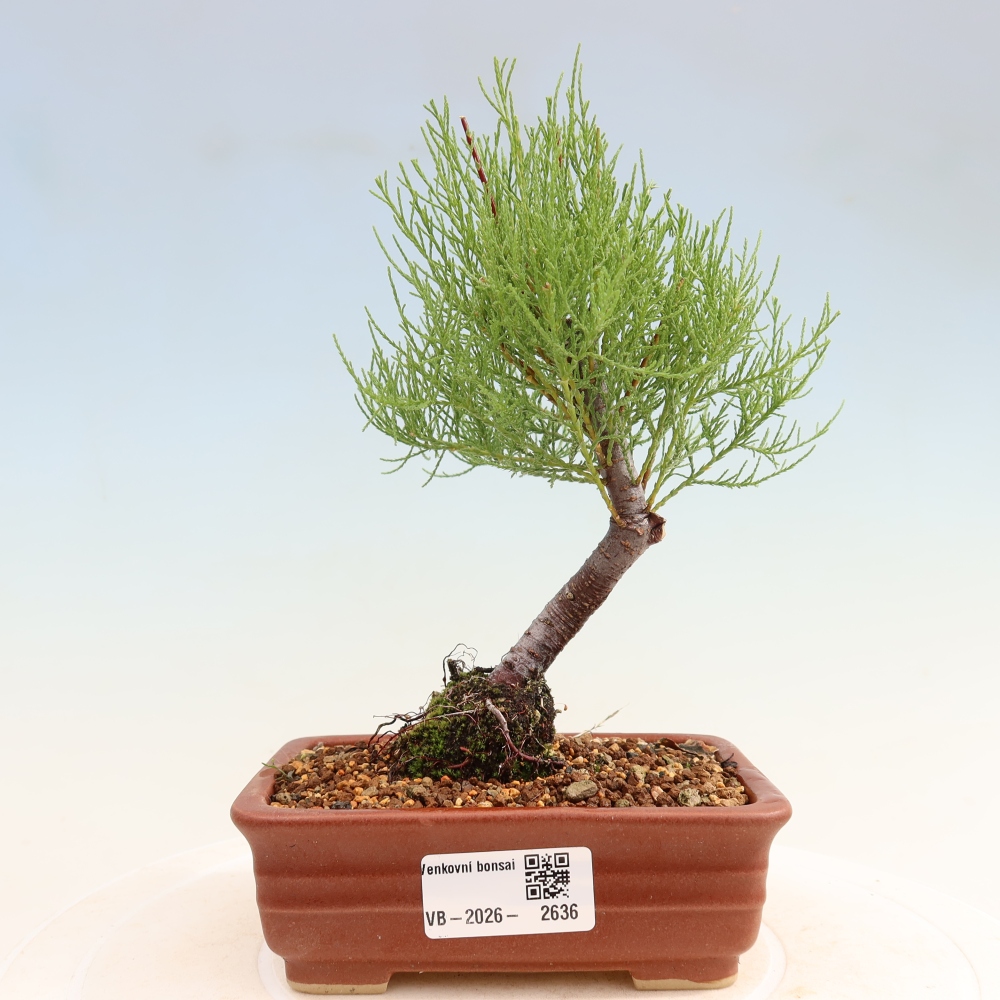 Bonsai voor buiten - Tamarisk - Tamarix