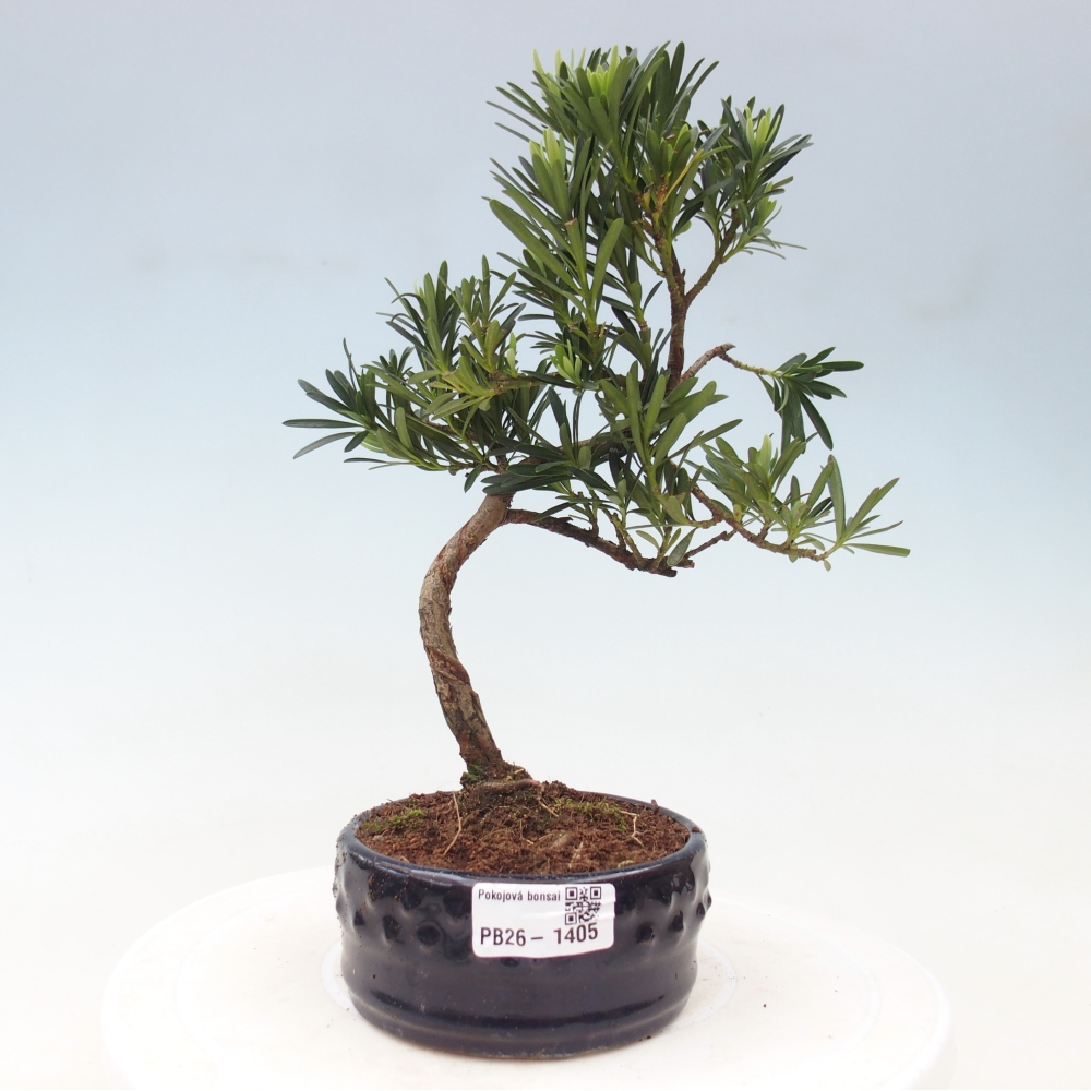 Kamerbonsai - Podocarpus - Taxus