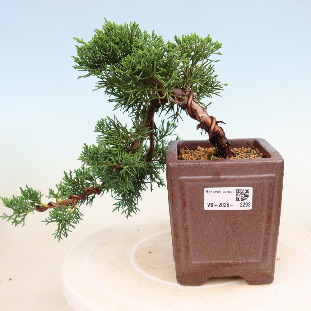 Bonsai voor buiten - Juniperus chinensis Kishu
