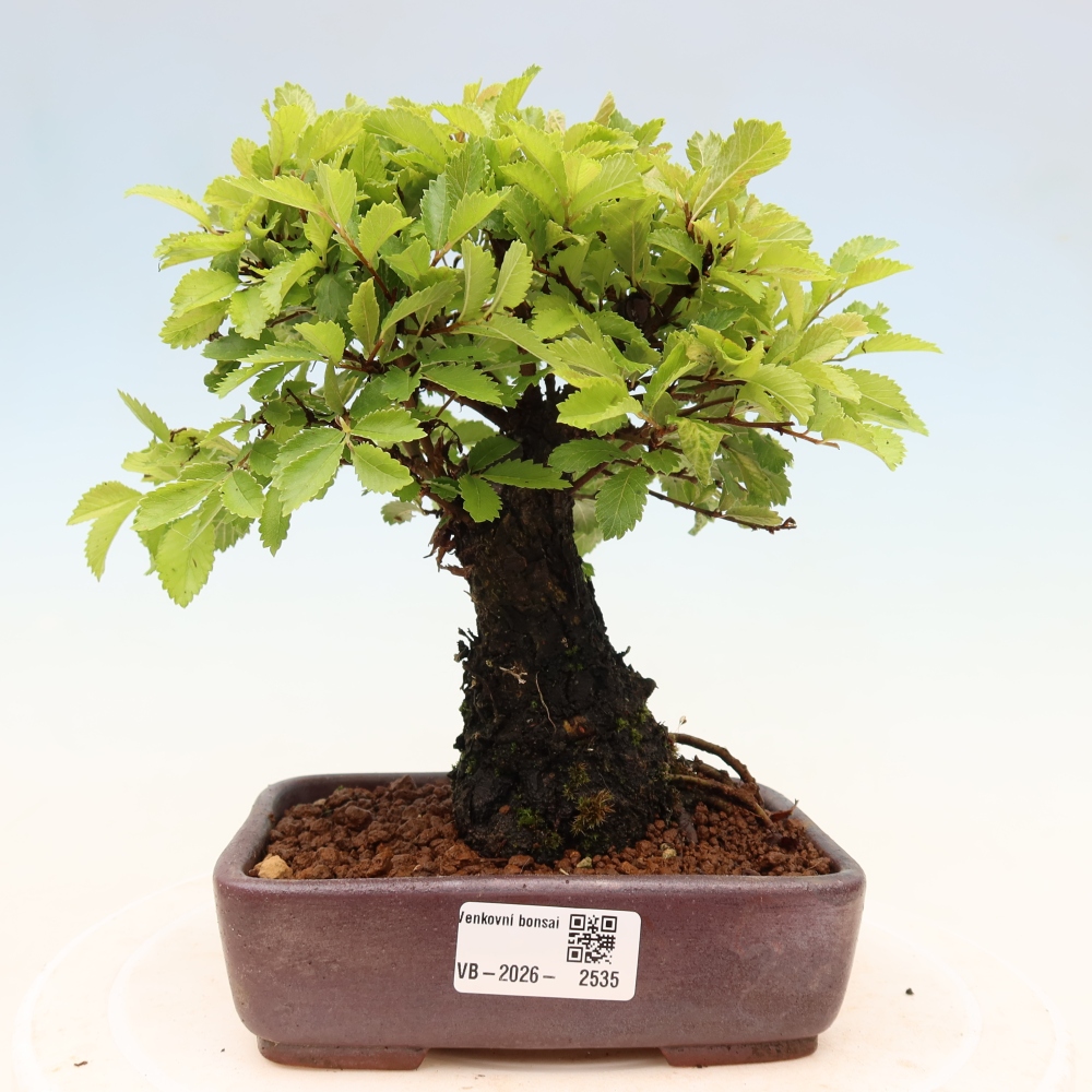 Bonsai voor buiten - Zelkova - Zelkova NIRE