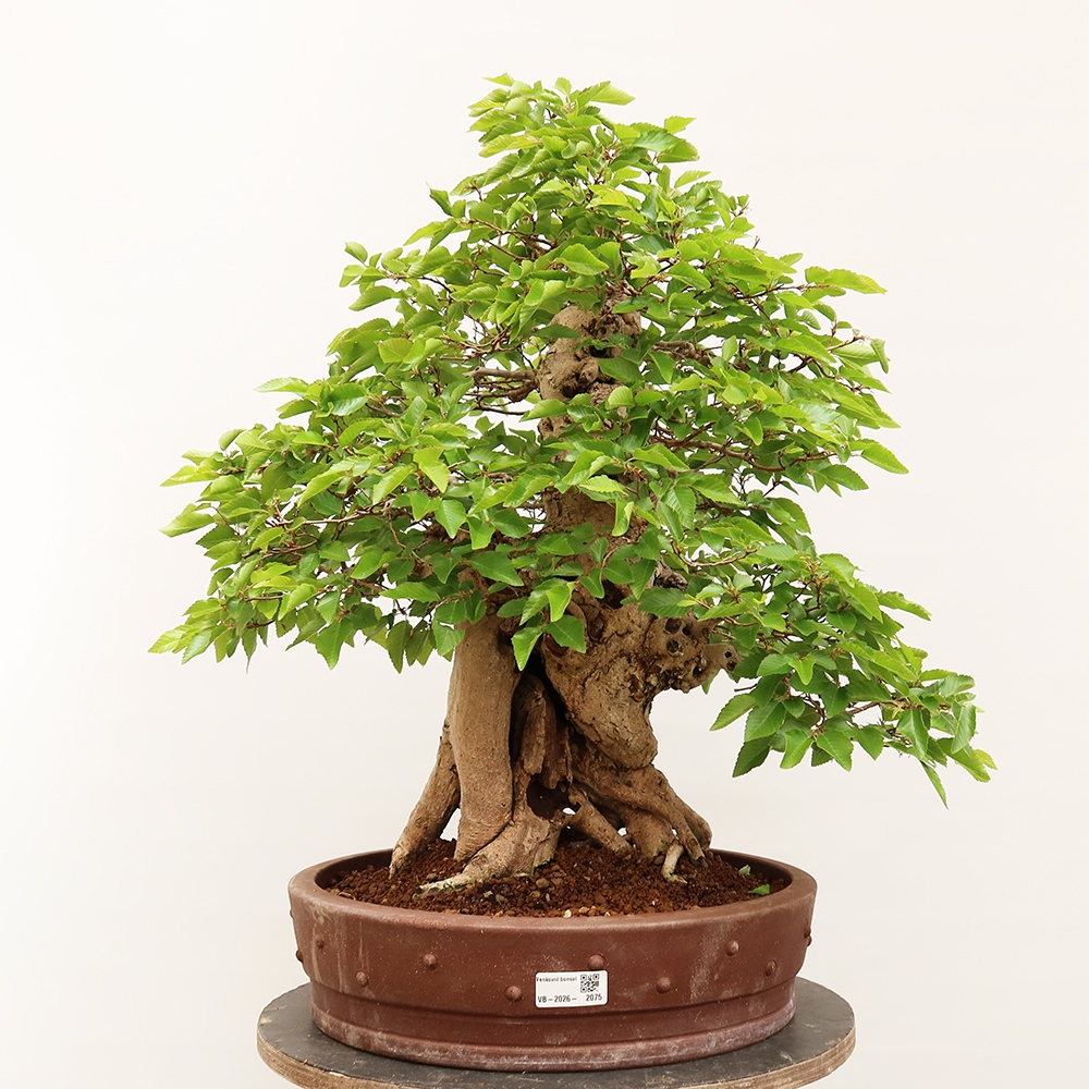 Bonsai voor buiten -Carpinus Coreana - Koreaanse haagbeuk