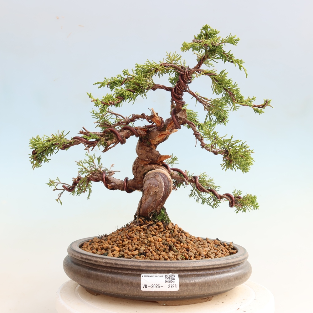 Bonsai voor buiten - Juniperus chinensis Itoigawa-Juniperus chinensis