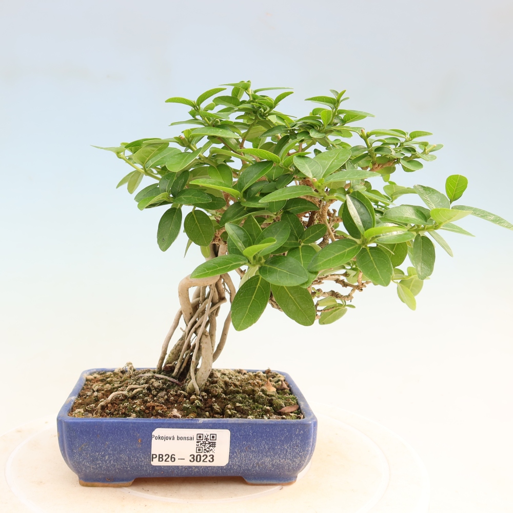 Bonsai voor binnen - Premna serratifolia - Kozlovna malolista