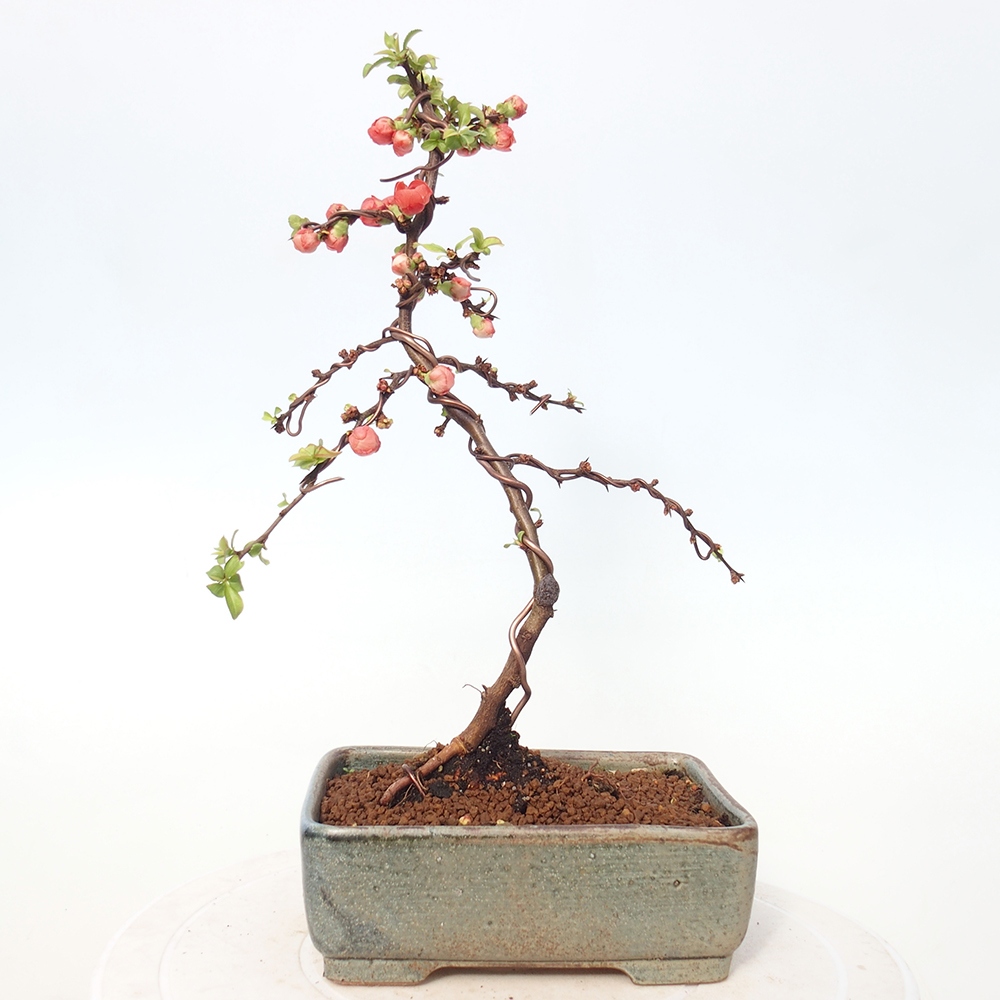 Bonsai voor buiten - Chaneomeles s. Red Joy - Kweepeer