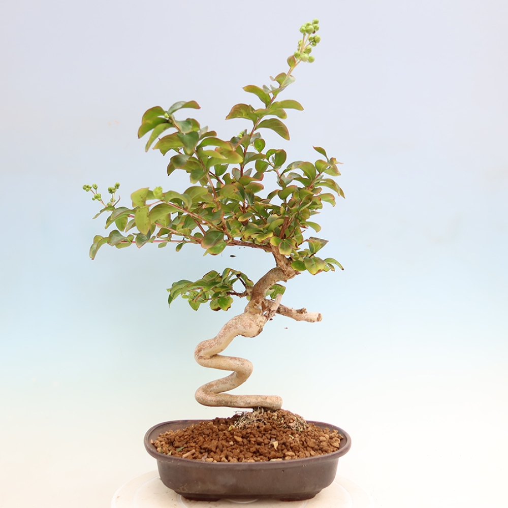 Kamerbonsai - Lagerstroemia indica - Indische seringenboom