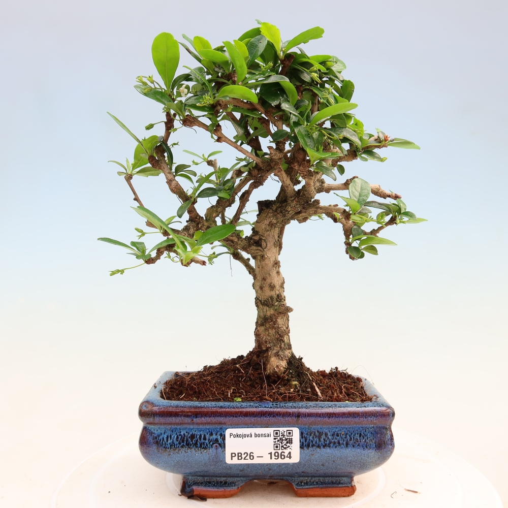 Kamerbonsai - Carmona macrophylla - Thee fuki