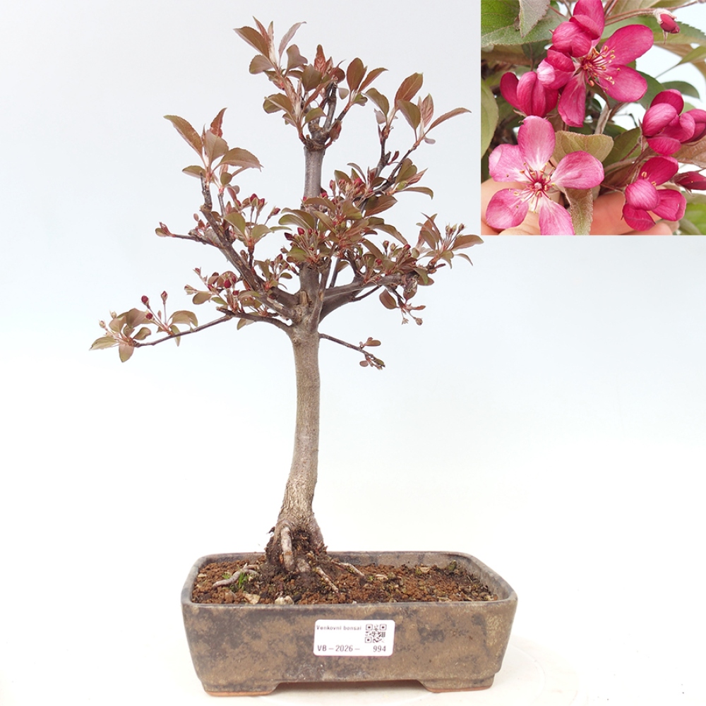 Bonsai voor buiten -Malus domestica - Roodbladige appelboom met kleine vruchten