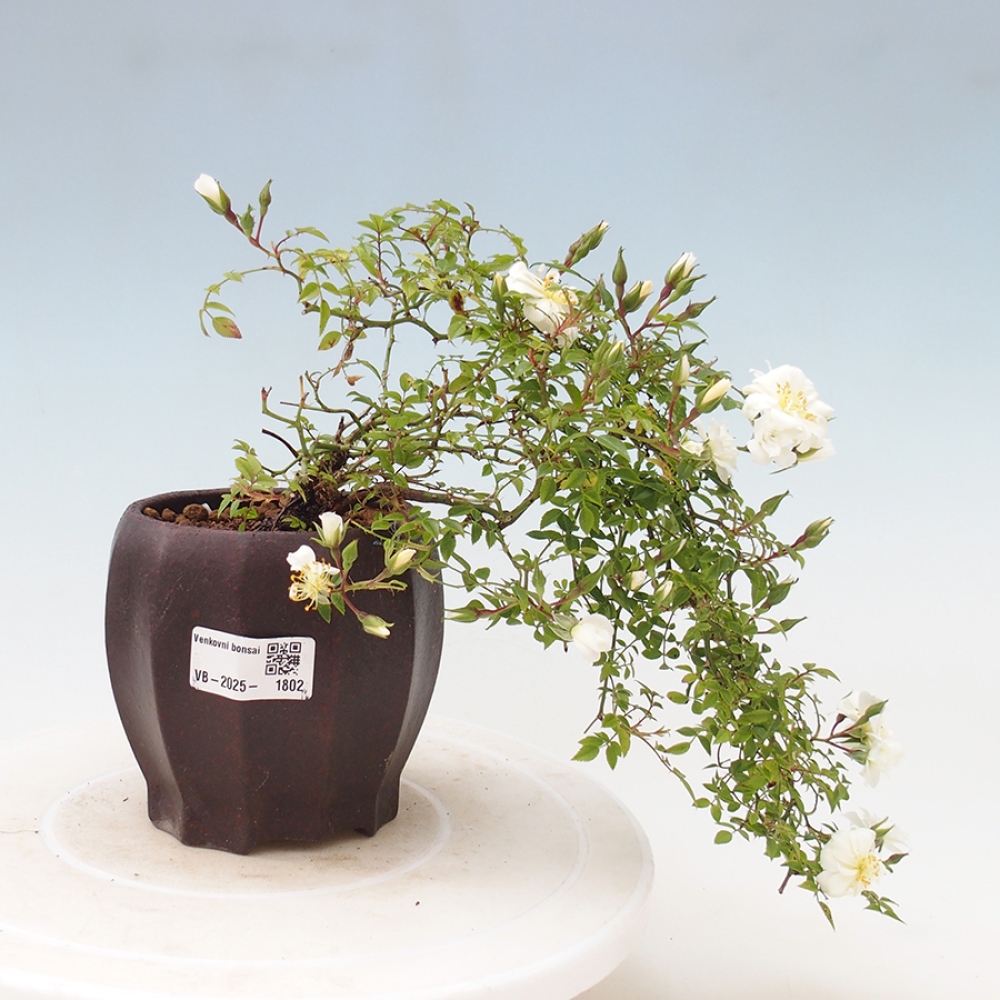 Bonsai voor buiten - Rosa Sea Foam - roos