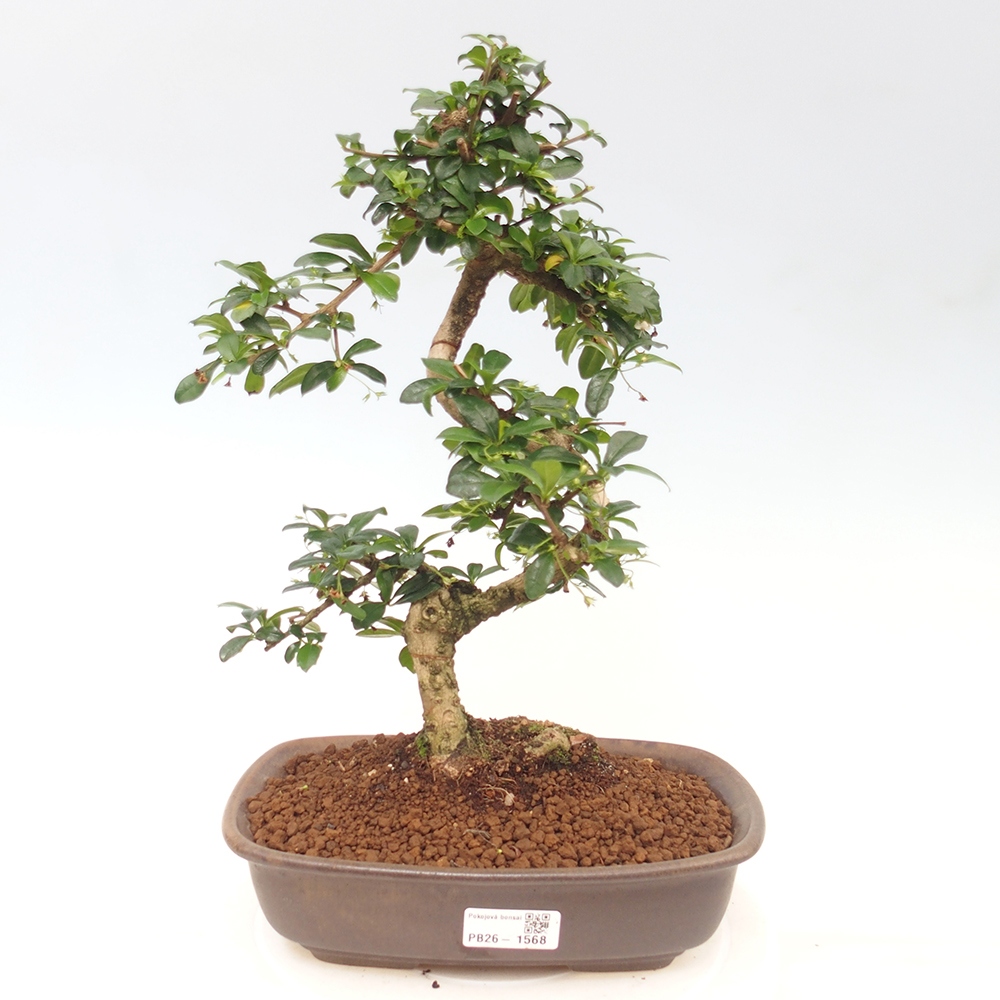 Kamerbonsai - Carmona macrophylla - Thee fuki