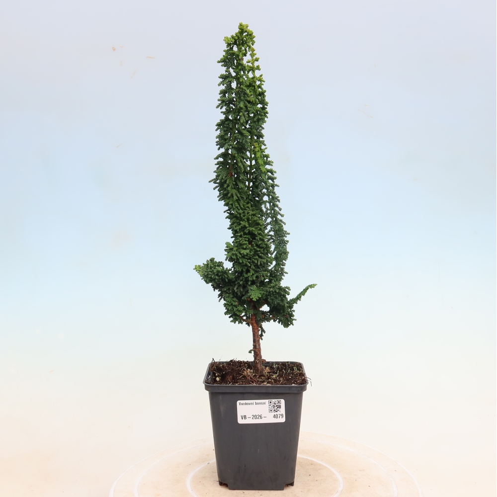 Bonsai voor buiten - Cham. obtusa SEKKA HINOKI - Cipres