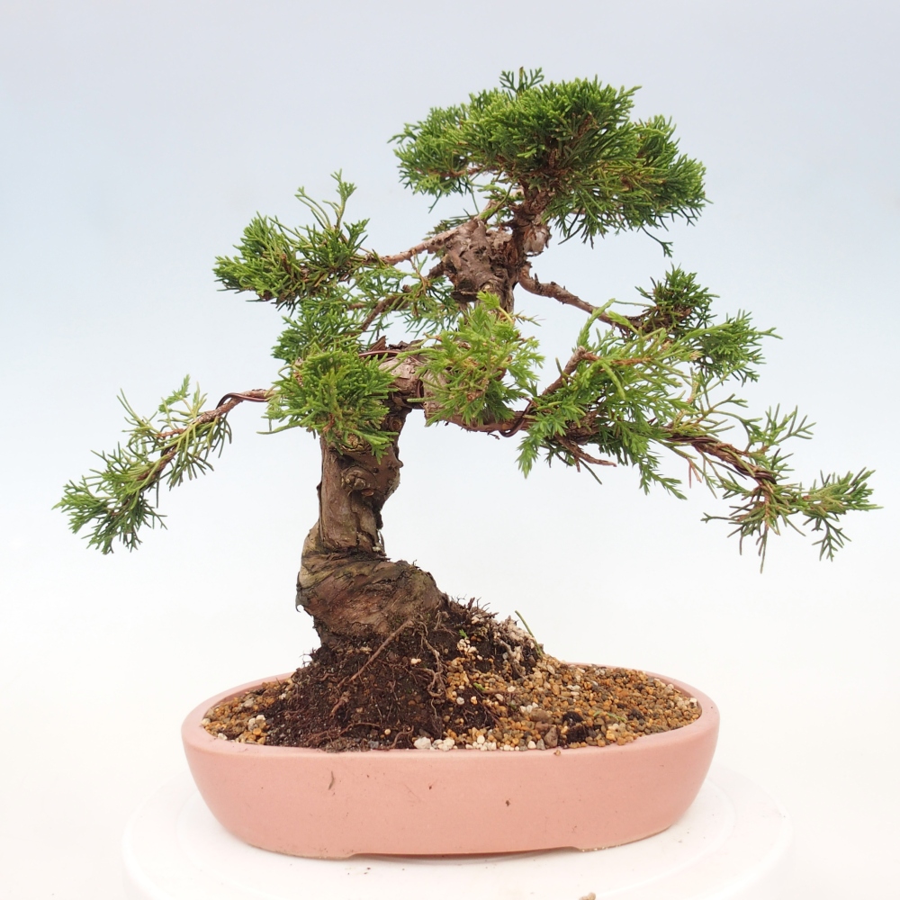 Bonsai voor buiten - Juniperus chinensis Itoigawa