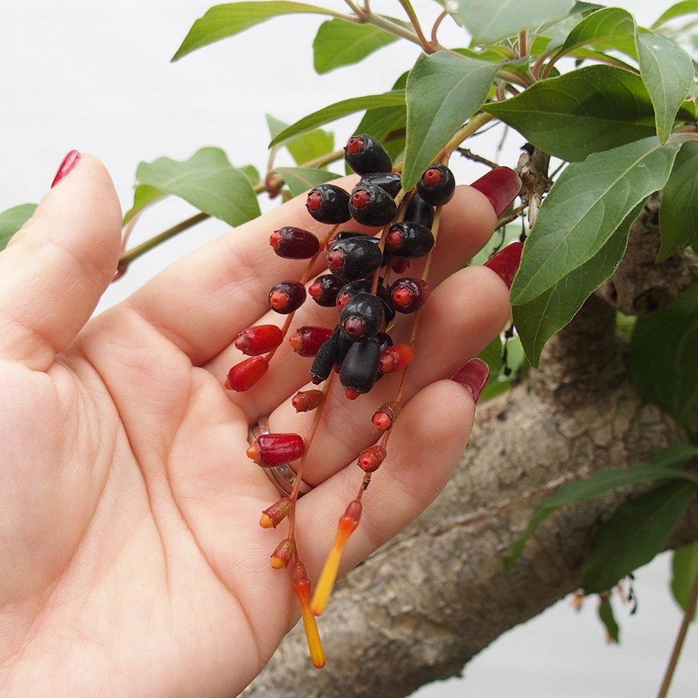 Kamerbonsai - Hamelia octrooi