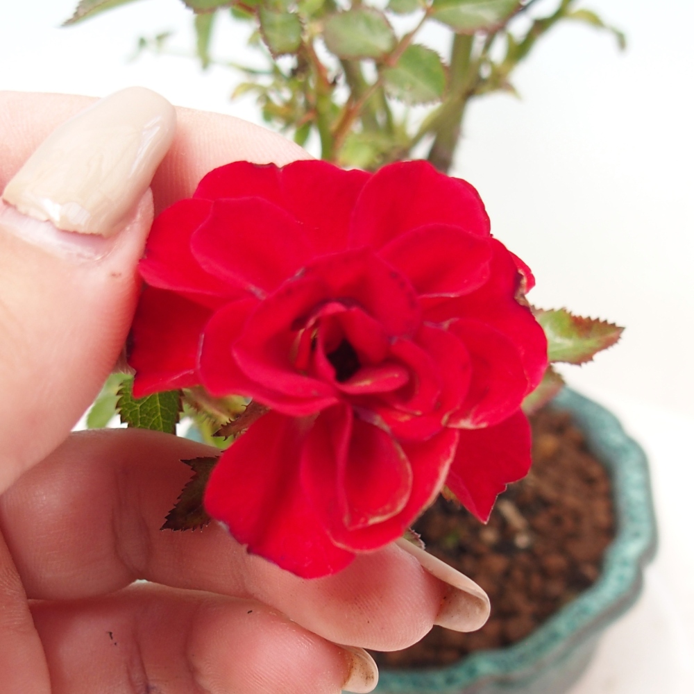 Bonsai voor buiten - Rosa Kordes - roos