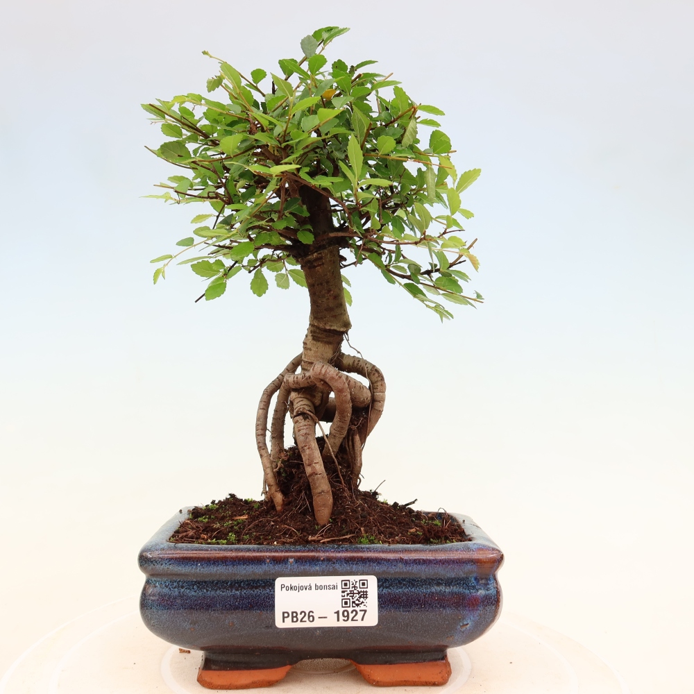 Kamerbonsai - Ulmus parvifolia - Winteriep