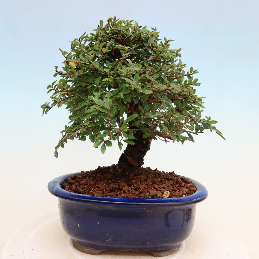 Bonsai voor buiten - Zelkova - Zelkova NIRE