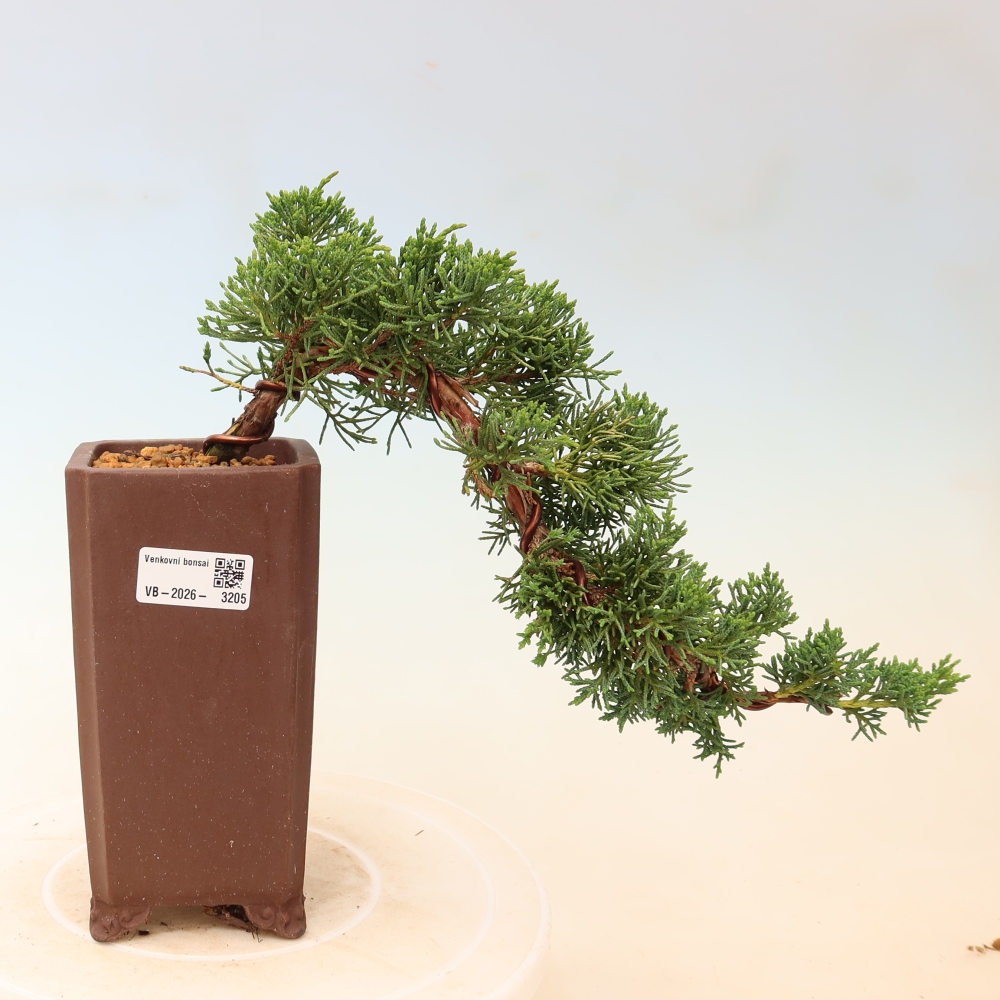 Bonsai voor buiten - Juniperus chinensis Kishu