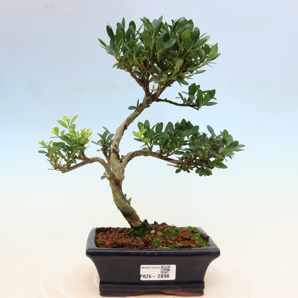 Kamerbonsai - Ilex crenata - Hulst