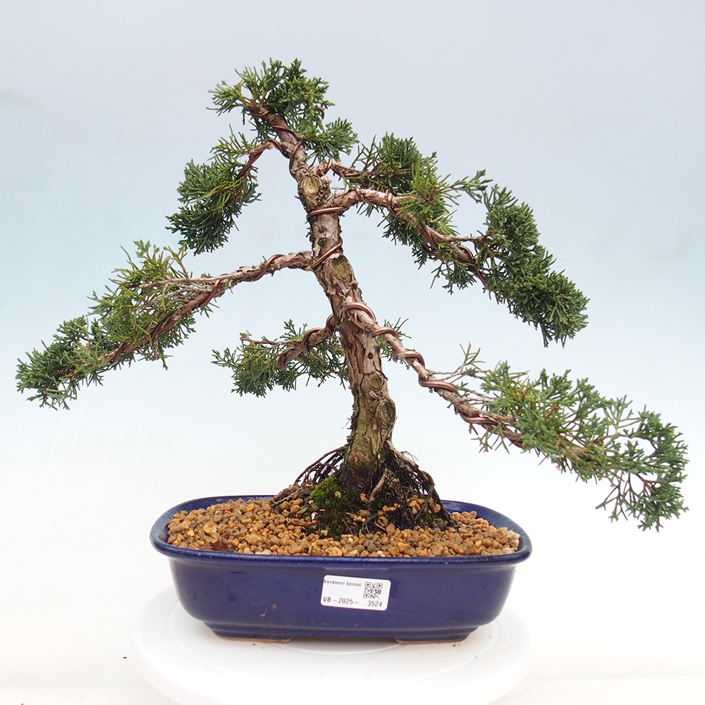 Bonsai voor buiten - Juniperus chinensis Kishu