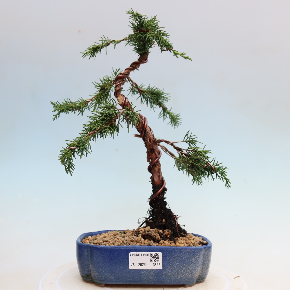 Bonsai voor buiten - Juniperus chinensis Kishu