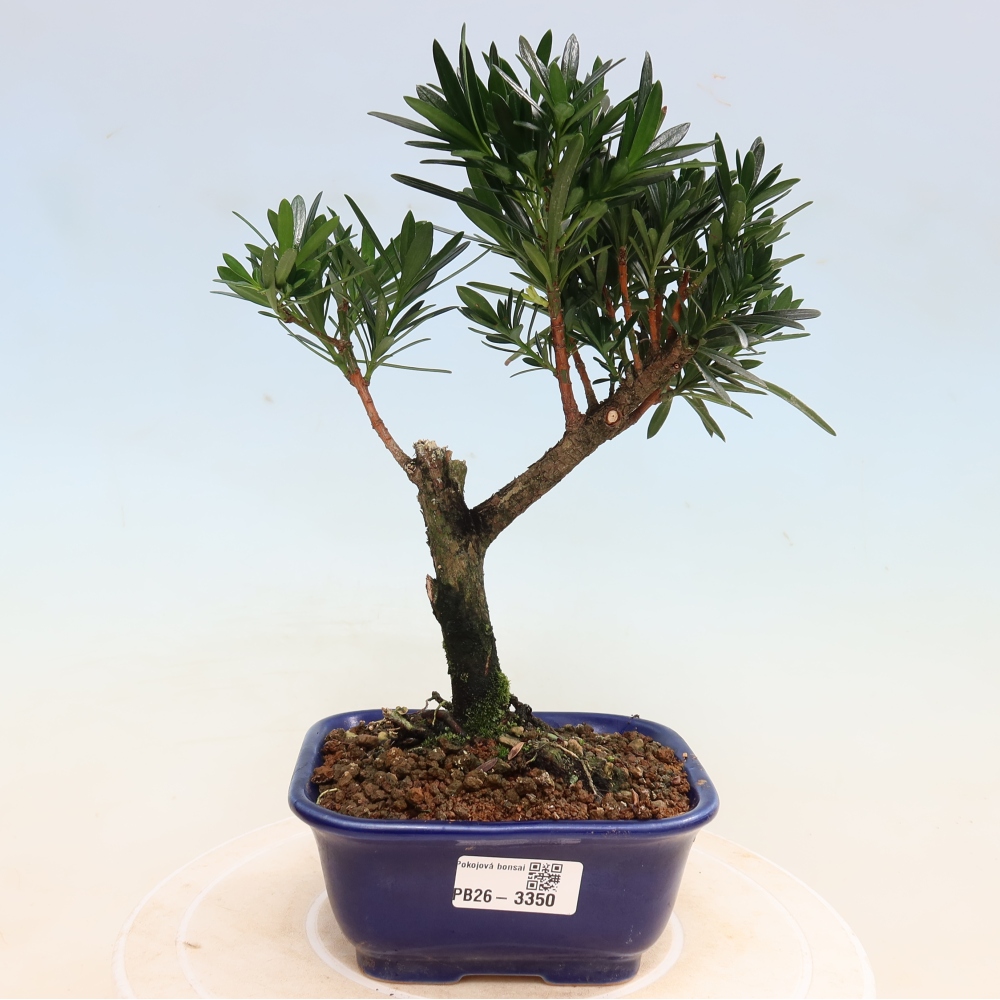 Kamerbonsai - Podocarpus - Taxus