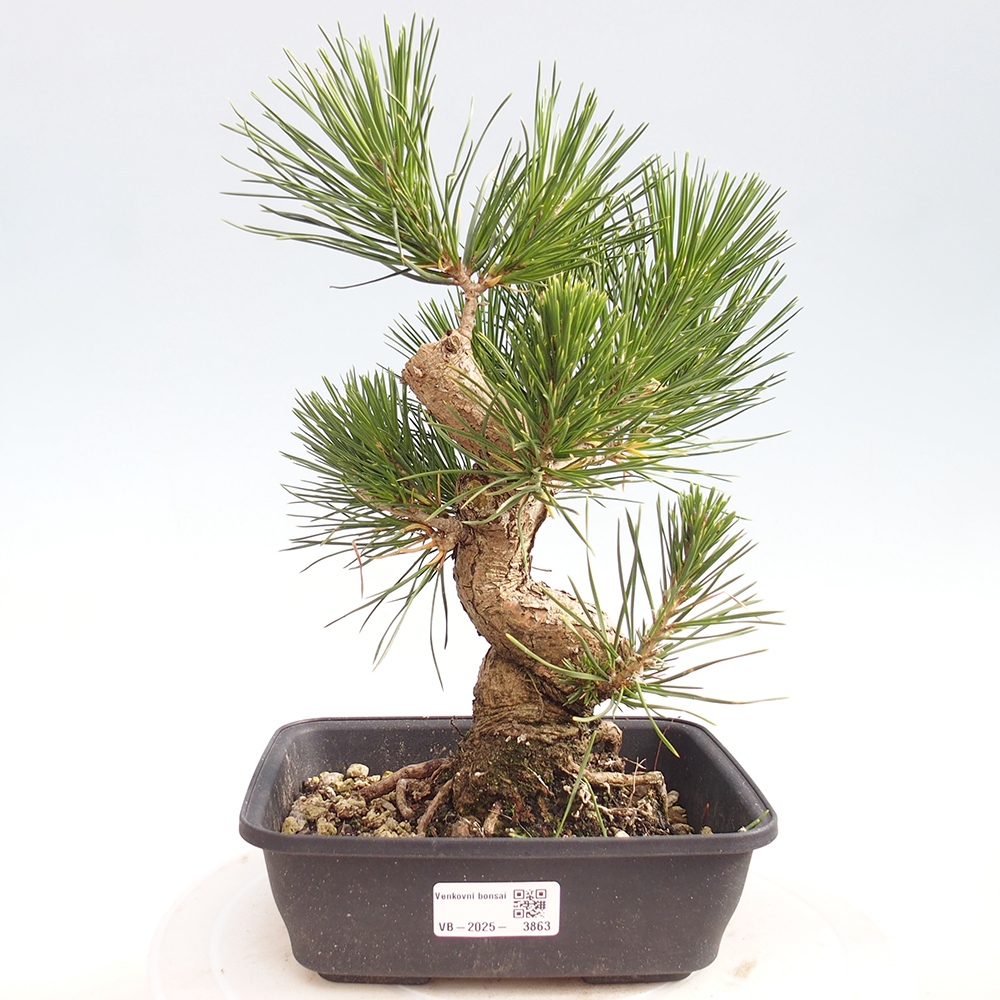 Bonsai voor buiten - Pinus thunbergii - Thunberg den