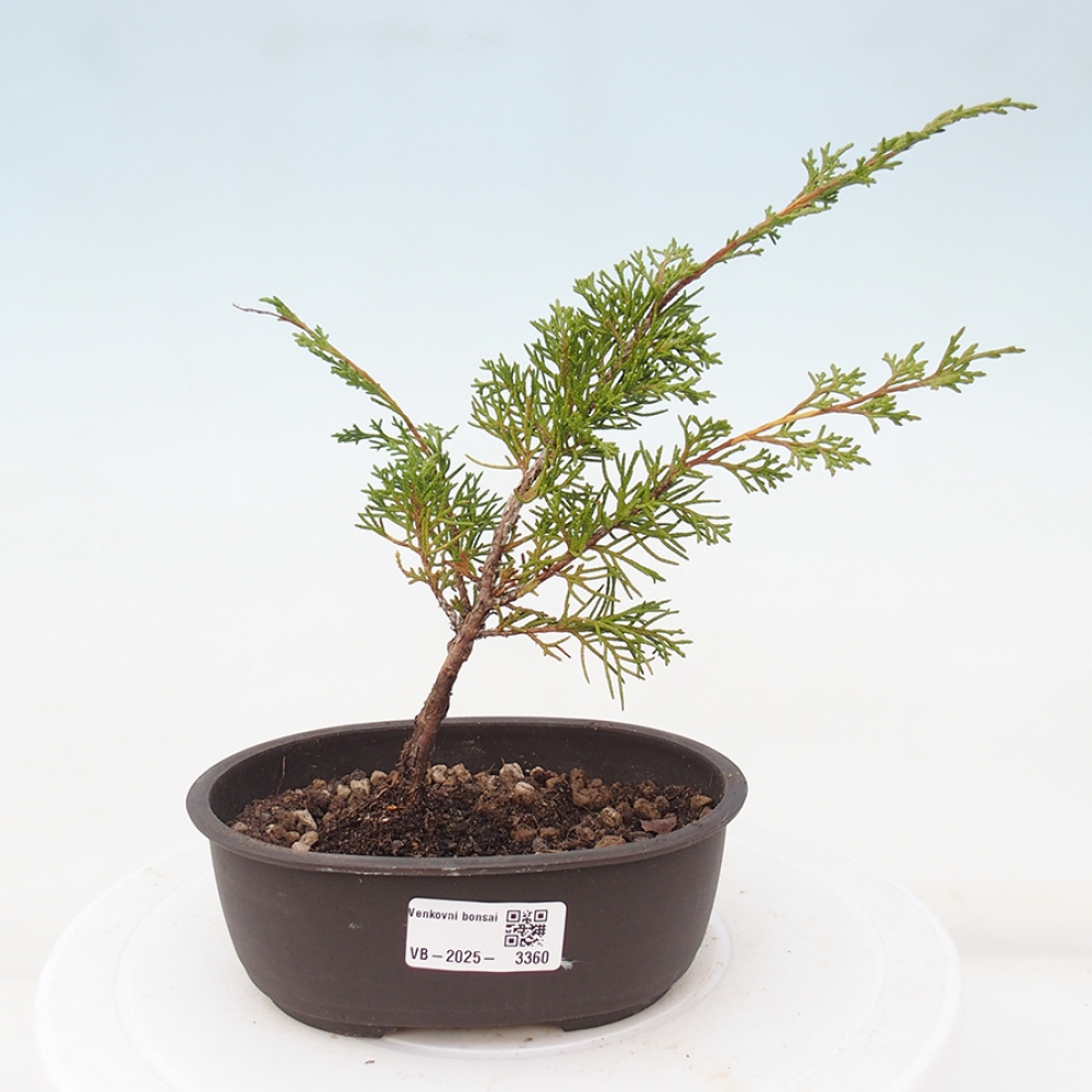 Bonsai voor buiten - Juniperus chinensis Itoigawa