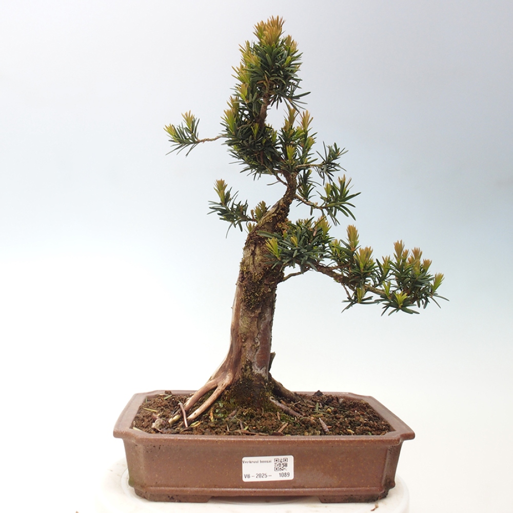 Bonsai voor buiten - Taxus cuspidata - Japanse Taxus
